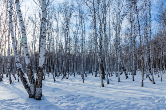 冬季雪原白桦树林