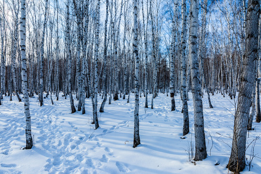 白桦林雪景