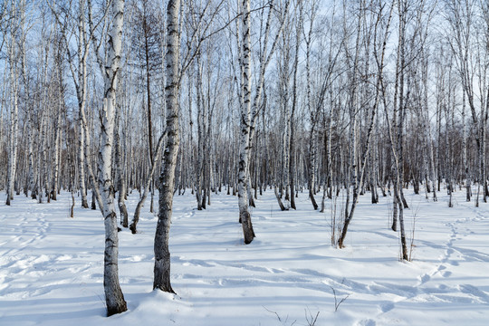 桦树林的冬天