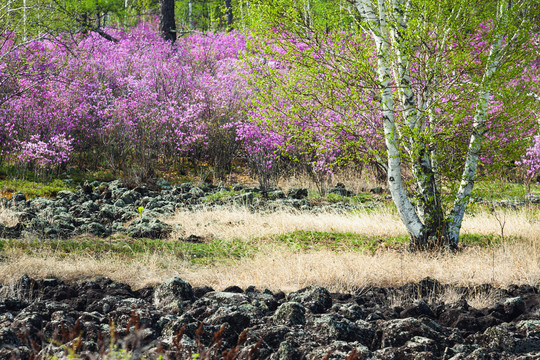 春季杜鹃花白桦树火山岩