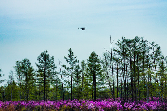 森林直升机