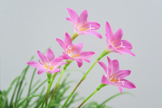 粉色韭兰花