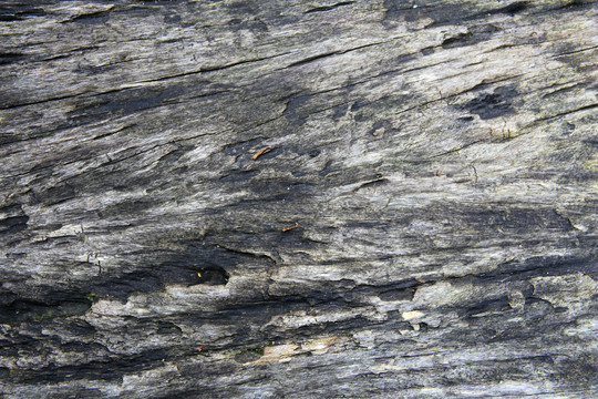 腐朽木质表面
