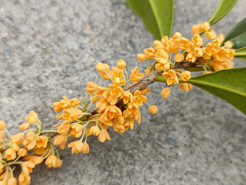 一枝桂花