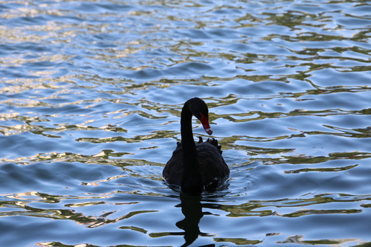 水中黑鸭