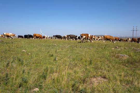 草场上正在吃草的牛群