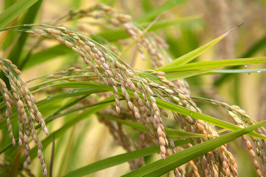 稻田里长势良好的水稻作物