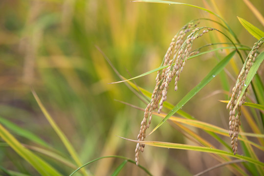 重要主食之一的稻米种植在田间