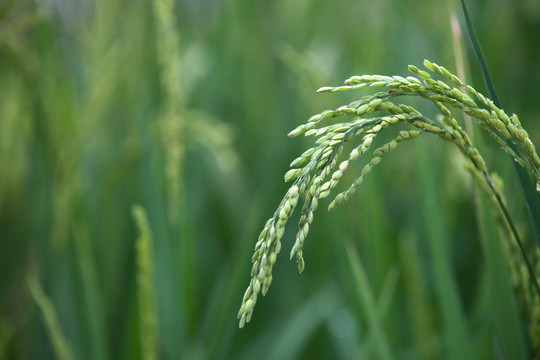稻田里还未成熟的水稻稻穗特写