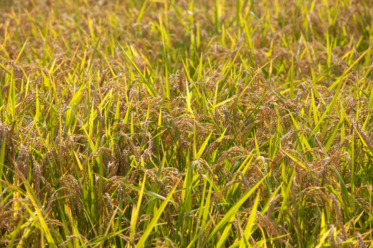 田间大面积种植且即将成熟的水稻