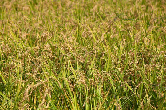 农村田野里稻穗即将饱满的稻子