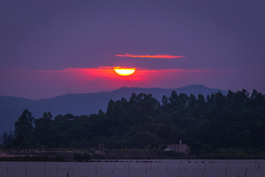 夕阳红