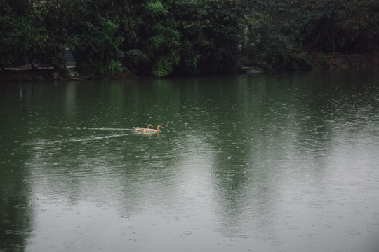 下雨天池塘中的鸭子安静治愈