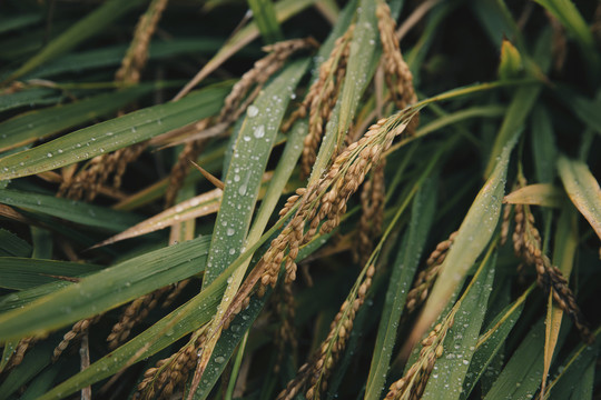 下雨天的水稻稻田