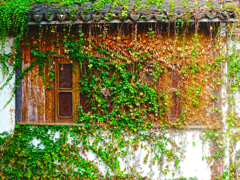 绿植景观窗户