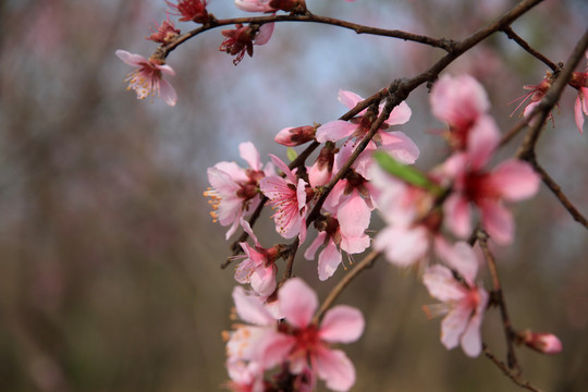 桃花