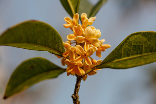 桂花