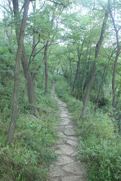 高山植被