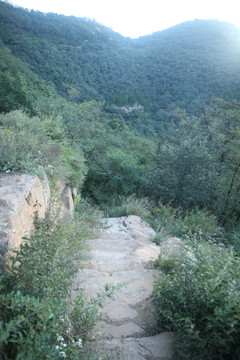 高山植被