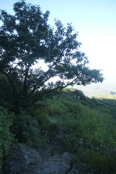 高山植被