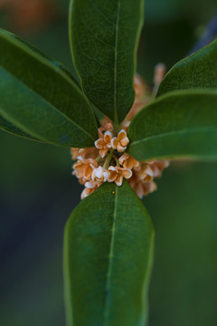 桂花