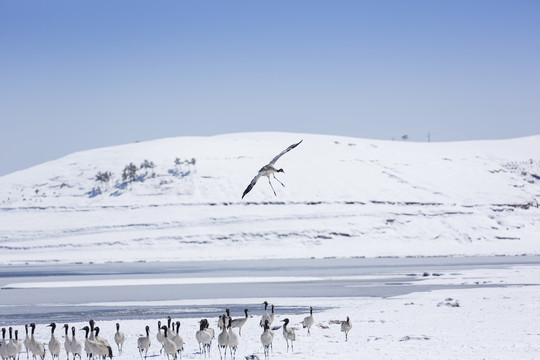 蓝天雪地飞翔黑颈鹤自然景观