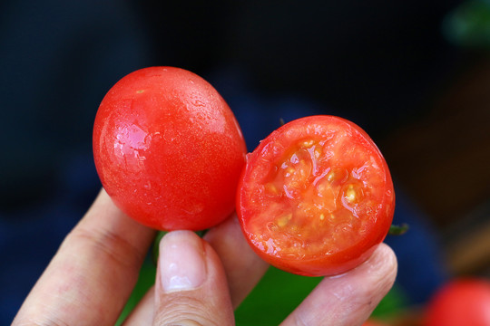 珍珠小番茄