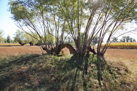 陕西靖边神树涧景区