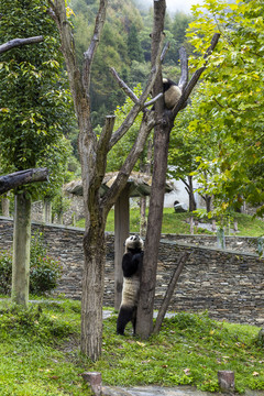 四川卧龙大熊猫保护区国家公园