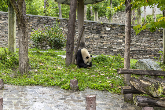 四川卧龙大熊猫保护区国家公园