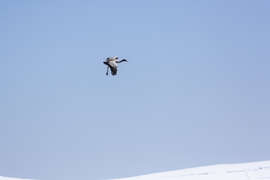 蓝天翱翔的黑颈鹤
