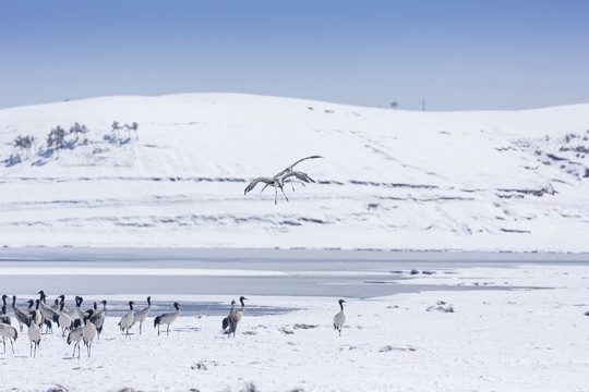 蓝天雪山黑颈鹤自然景观