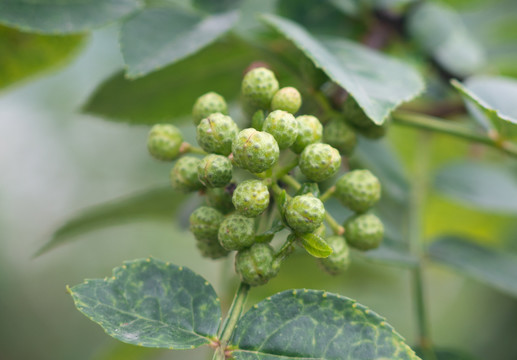 芸香科植物花椒的果实