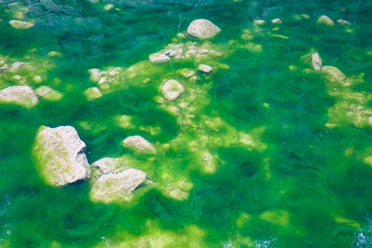 绿色水藻