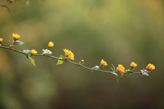 棣棠花