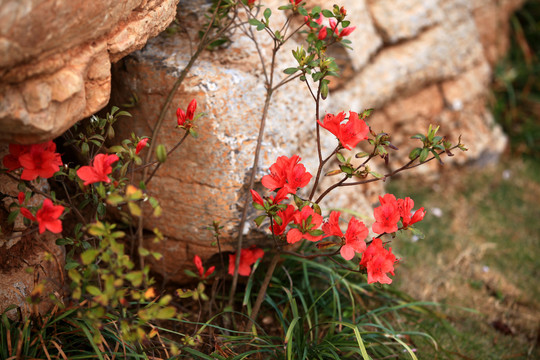 杜鹃花