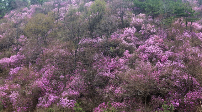 杜鹃花