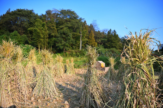 稻田