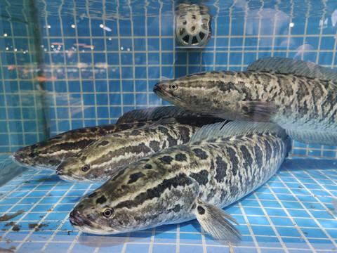 黑鱼
