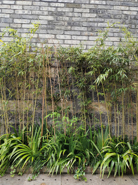 园林绿化竹子
