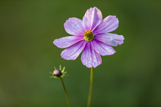 格桑花