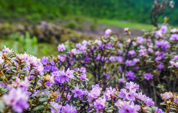 高山杜鹃