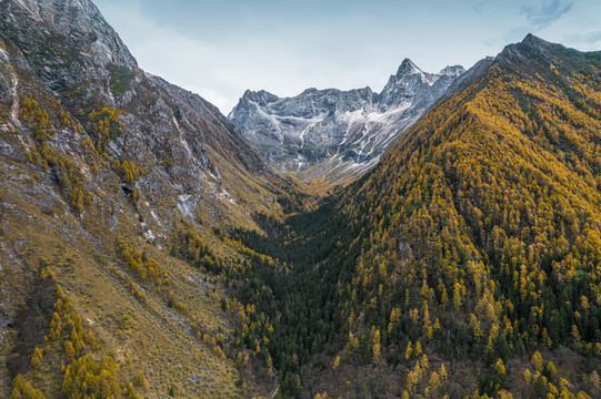 川西高原秋季高山森林自然风光