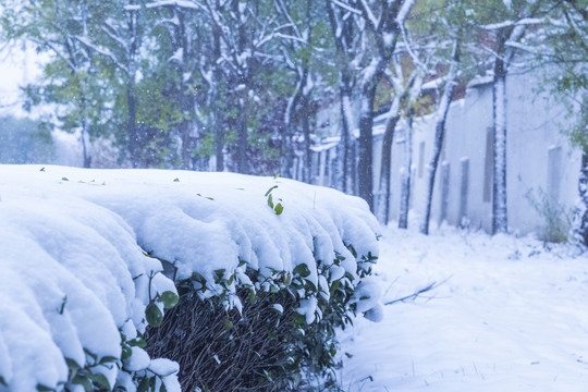 冬天被大雪覆盖的植物