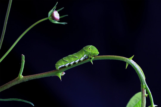 蝴蝶幼虫青虫猪儿虫