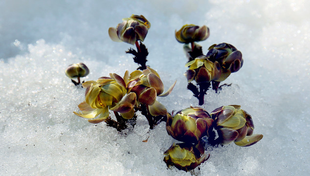 侧金盏花积雪寒冷顽强寒冬天