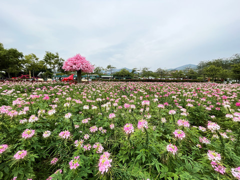 花海生态园