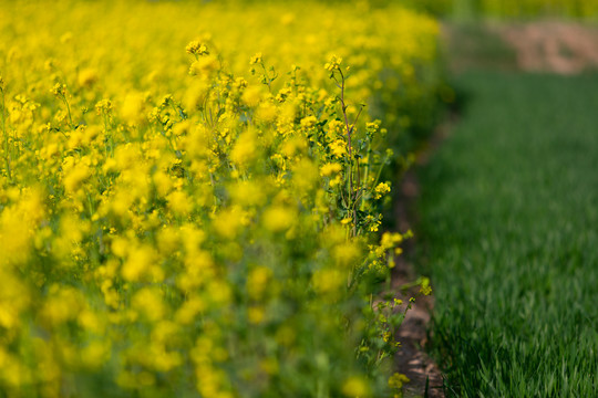 油菜花