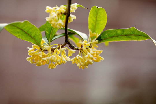 桂花