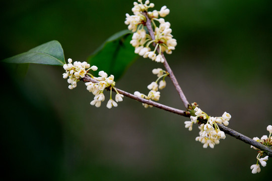 桂花